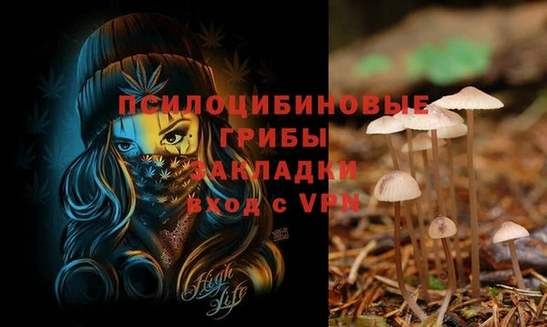 стафф Новодвинск