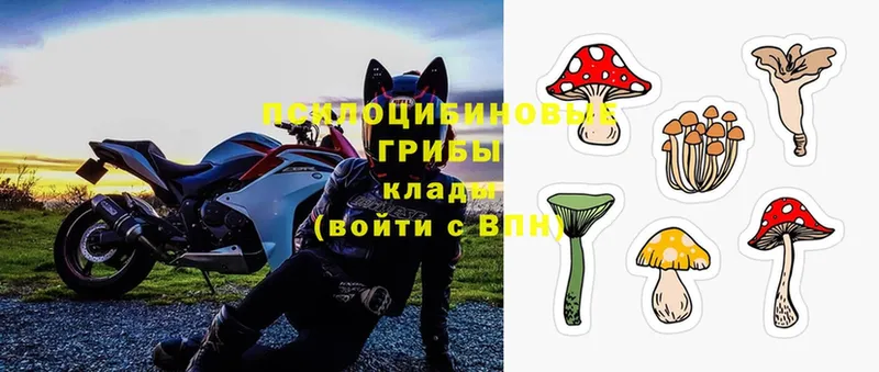 Галлюциногенные грибы Magic Shrooms  купить   Ревда 